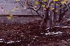 Hamamelis x intermedia, habit