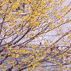 Hamamelis x intermedia, habit