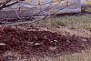 Hamamelis x intermedia, habit