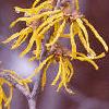 Hamamelis x intermedia, flowers