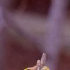 Hamamelis x intermedia, flowers