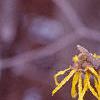Hamamelis x intermedia, flowers