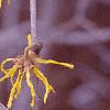 Hamamelis x intermedia, flowers