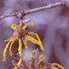 Hamamelis x intermedia, flowers