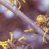 Hamamelis x intermedia, flowers