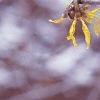 Hamamelis x intermedia, flowers