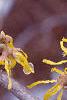 Hamamelis x intermedia, flowers