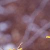 Hamamelis x intermedia, flowers