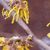 Hamamelis x intermedia, flowers