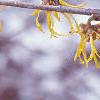 Hamamelis x intermedia, flowers