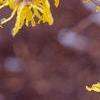Hamamelis x intermedia, flowers