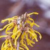Hamamelis x intermedia, flowers