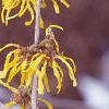 Hamamelis x intermedia, flowers