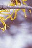Hamamelis x intermedia, flowers