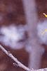 Hamamelis x intermedia, flowers