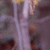 Hamamelis x intermedia, flowers