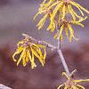 Hamamelis x intermedia, flowers