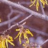 Hamamelis x intermedia, flowers