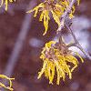 Hamamelis x intermedia, flowers