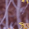Hamamelis x intermedia, flowers