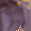 Hamamelis x intermedia, flowers
