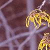 Hamamelis x intermedia, flowers