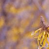 Hamamelis x intermedia, flowers