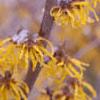 Hamamelis x intermedia, flowers