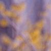 Hamamelis x intermedia, flowers