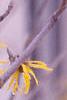 Hamamelis x intermedia, flowers