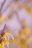 Hamamelis x intermedia, flowers