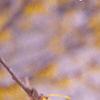 Hamamelis x intermedia, flowers