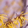 Hamamelis x intermedia, flowers