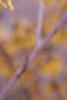 Hamamelis x intermedia, flowers