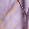 Hamamelis x intermedia, flowers