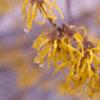 Hamamelis x intermedia, flowers