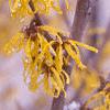 Hamamelis x intermedia, flowers