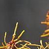 Hamamelis x intermedia 'Aphrodite', flowers