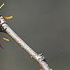 Hamamelis x intermedia 'Aphrodite', flowers