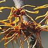 Hamamelis x intermedia 'Aphrodite', flowers
