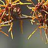 Hamamelis x intermedia 'Aphrodite', flowers