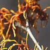 Hamamelis x intermedia 'Aphrodite', flowers