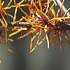 Hamamelis x intermedia 'Aphrodite', flowers