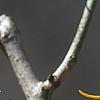 Hamamelis x intermedia 'Aphrodite', flowers
