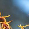 Hamamelis x intermedia 'Aphrodite', flowers