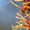 Hamamelis x intermedia 'Aphrodite', flowers