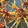 Hamamelis x intermedia 'Aphrodite', flowers