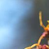 Hamamelis x intermedia 'Aphrodite', flowers