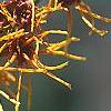 Hamamelis x intermedia 'Aphrodite', flowers