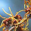 Hamamelis x intermedia 'Aphrodite', flowers